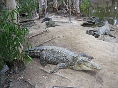 CairnsTC262 Wildlife Habitat